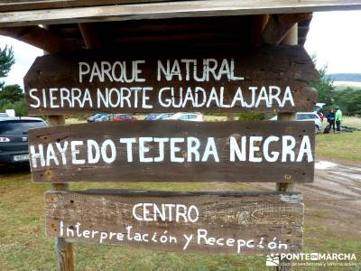 Hayedo Tejera Negra - Fiesta Almudena;zona norte madrid integral de la pedriza 